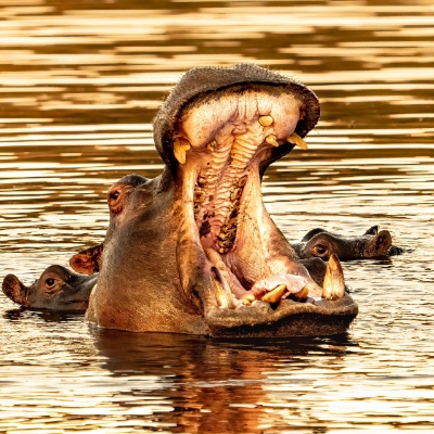 Hippopotames